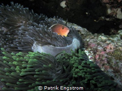 Clown in anemone Similans by Patrik Engstrom 